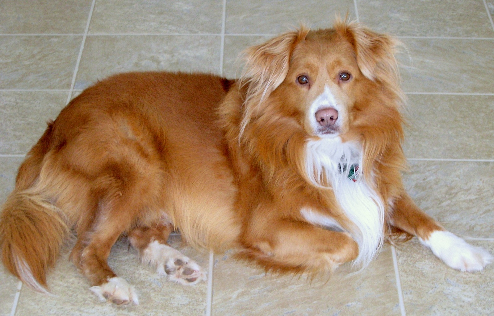 nova scotia duck tolling retriever blue eyes